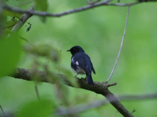 black bird with white breast and wingtips perched in a branch with green leaves around it