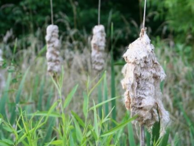 a photo of cattails gone to seed along the water's edge