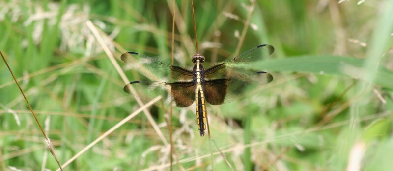 closeup photo of a brown and yellow dragonfly with brown and clean wings perched on a grass stem