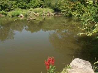 photo of red flowers and rock in foreground looking over still river water with logs and trees in the background