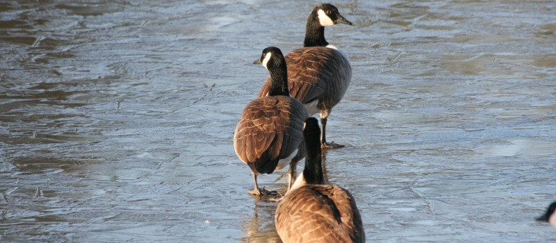 photo of a line of Canada Geese walking in the river