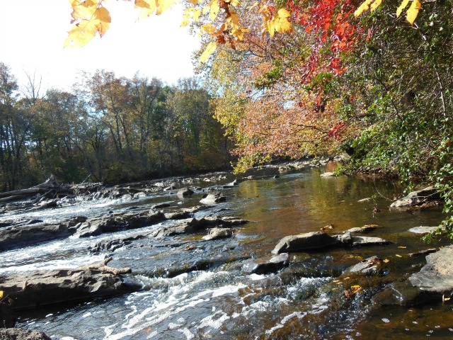 a photo of the river with rocks and log snags in it and trees bright with fall color in the foreground