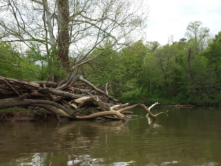 a photo take on the river from a kayak of a log jumble on a small island in the river with trees in the background