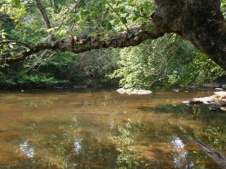 photo of shallow river water with a tree overhanging from the upper right corner
