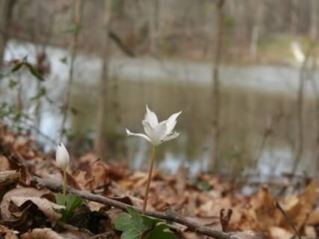 a small while early Spring flower blooming amongst dead fall leaves with the river and bare trees in the background
