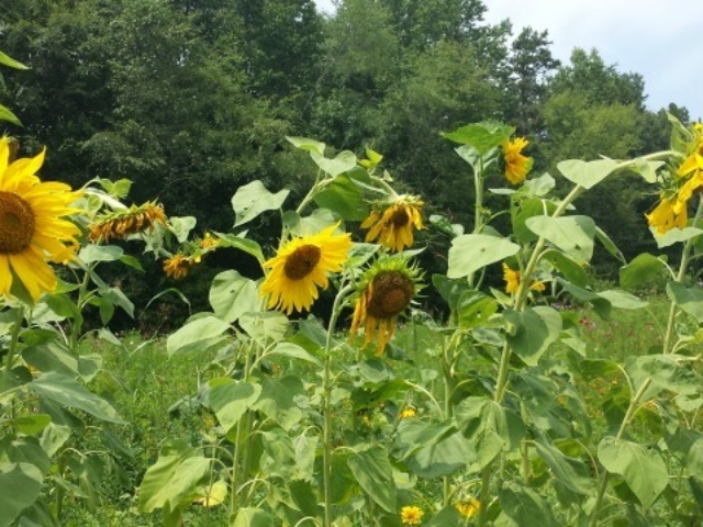 photo of tall sunflowers in a row in the Wildflower Meadow with the treeline as a backdrop