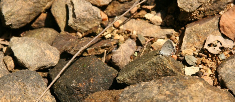 close up of a small gray butterfly perched on rocks on the trail