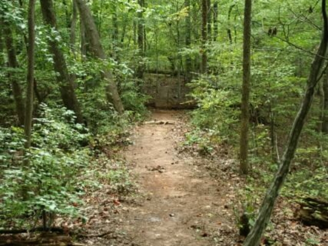 photo of natural surface trail in the woods with trees on either side