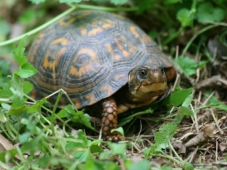 close up photo of a box turtle looking out of its shell in the grass and leaves