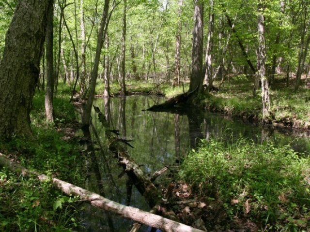 photo of a vernal pool with trees and vegetation along the banks and a fallen log in the foreground