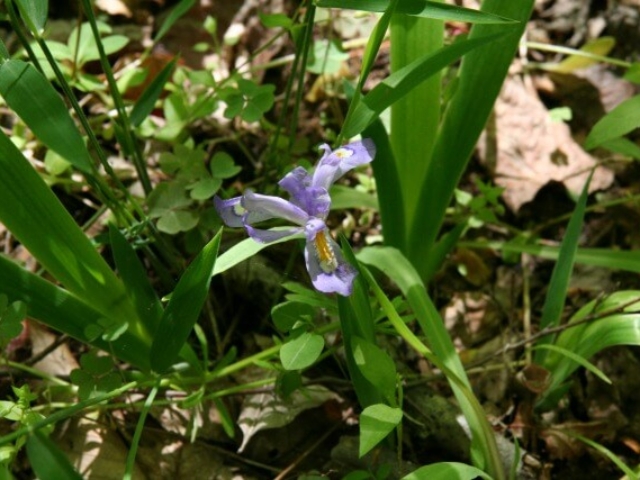 close up photo of a light purple wild iris with its leaves around it