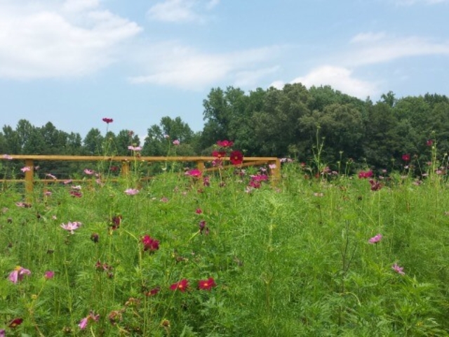 photo of cosmos and wildflower vegetation in the foreground, the Observation deck in the middle ground, and the treeline in the background with a bright blue sky
